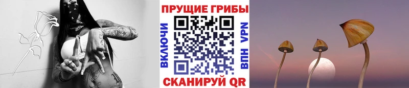 kraken как войти  Лыткарино  Псилоцибиновые грибы мицелий 